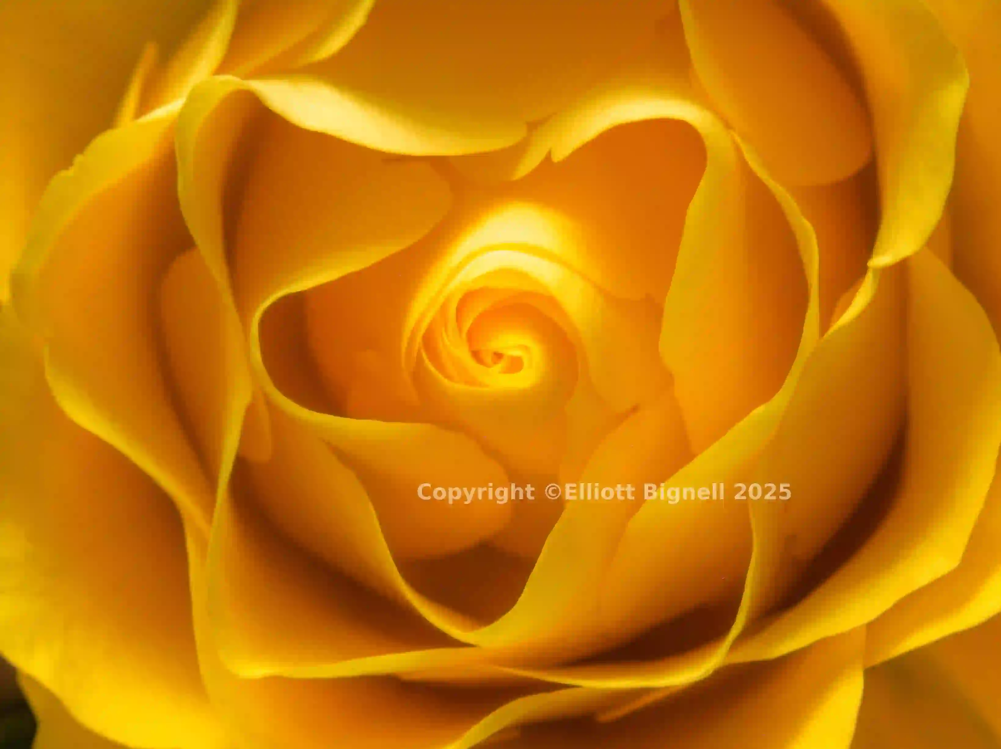 rose 2 heavy_smooth.jpg